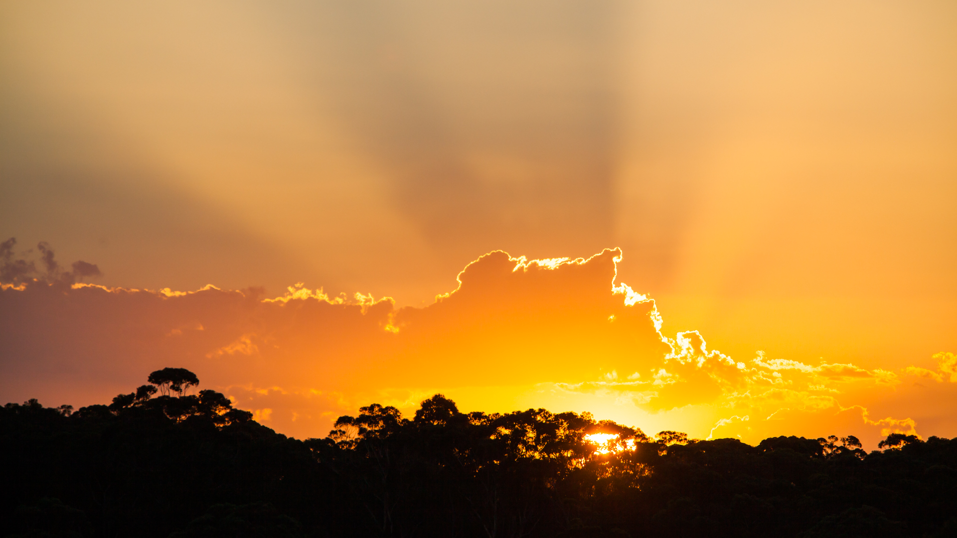 Thornleigh Through the Lens: Nature, Trails, and Hidden Beauty on Sydney’s Fringe